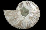 Bargain, Agatized Ammonite Fossil (Half) - Madagascar #111543-1